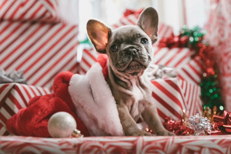 Are you treating your pup like one of the family this Christmas?