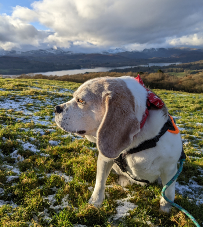 How do you know when it’s too cold to walk your dog?